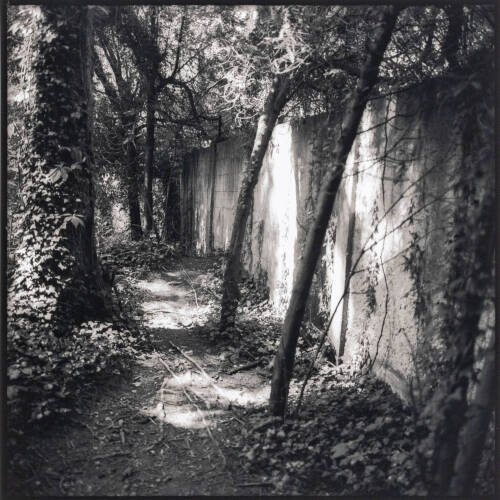 Black and white photograph of a concrete wall surrounded by vines and trees.